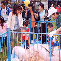 トントン祭り