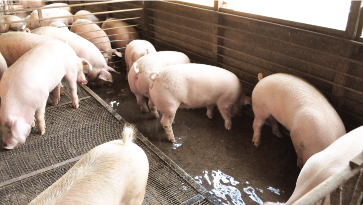 「はまぶた」の飼育風景